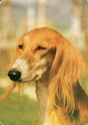 Saluki