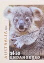 Young Koala