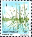 Cyperus articulatus