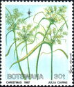 Cyperus alopecuroides