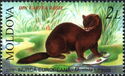 European Mink (Mustela lutreola)