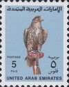 Saker Falcon (Falco cherrug)