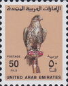 Saker Falcon (Falco cherrug)