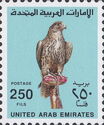 Saker Falcon (Falco cherrug)