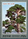 Pine Tree, National Tree of the DPRK