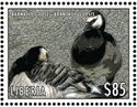 Barnacle Goose (Branta leucopsis)
