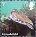 Common Cuttlefish (Sepia officinalis)
