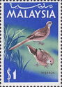 Zebra Dove (Geopelia striata)