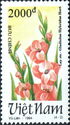 Salmon gladioli (Gladiolus hybridus Hort)