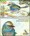 White-browed Tit-warbler (Leptopoecile sophiae)