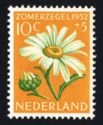 Ox-eye Daisy (Chrysanthemum leucanthemum)