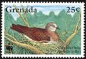 Grenada Dove (Leptotila wellsi)