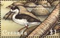 Black-necked Stilt (Himantopus mexicanus)