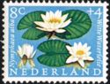 White Water Lily (Nymphaea alba)