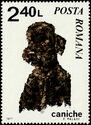Poodle (Canis lupus familiaris)