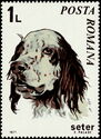Setter (Canis lupus familiaris)