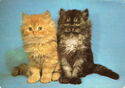 Two persian kittens