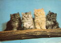 Four persian kittens