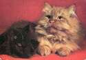 Two cats