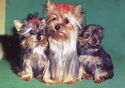 Yorkshire Terriers