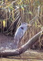 Grey heron (Ardea cinerea)
