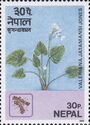 Indian valerian (Valeriana jatamansi)