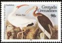 White Ibis (Eudocimus albus)