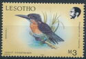 Giant Kingfisher (Megaceryle maxima)