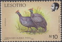 Helmeted Guineafowl (Numida meleagris)