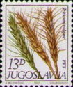Triticum vulgare