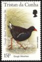 Gough Moorhen (Gallinula comeri)