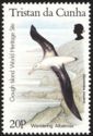 Wandering Albatross (Diomedea exulans)