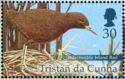 Inaccessible Island Rail (Atlantisia rogersi)
