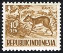 Javanese Mousedeer (Tragelus javanicus)