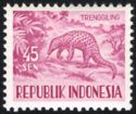 Sunda Pangolin (Manis javanica)