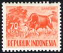 Banteng (Bos javanicus)