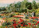 Botanical Garden. 253 varieties of roses grow here