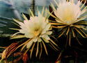 Botanical Garden. Cactus "Queen of the Night"