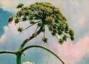 Botanical Garden. Heracleum mantegazzianum