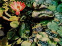 Botanical Garden. Red flowered water lily