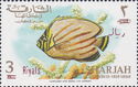 Ornate Butterflyfish (Chaetodon ornatissimus)