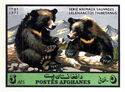 Asiatic Black Bear (Ursus thibetanus)