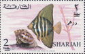 Sailfin Tang (Zebrasoma veliferum)