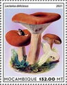Mushrooms - Lactarius deliciosus