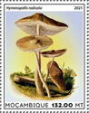 Mushrooms - Hymenopellis radicata