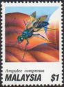 Jewel Wasp (Ampulex compressa)