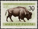 American Bison (Bos bison)