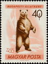 Brown Bear (Ursus arctos)
