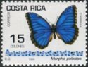 Common Morpho (Morpho peleides)