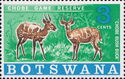 Chobe Bushbuck (Tragelaphus sylvaticus)